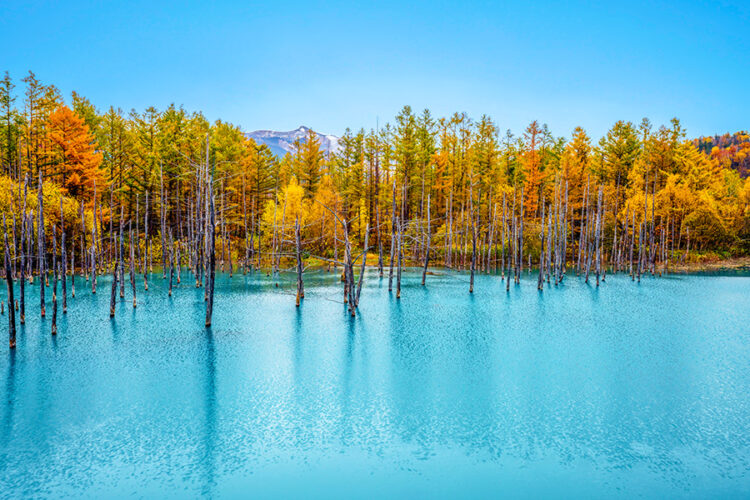 Tempat Wisata Musim Gugur Jepang