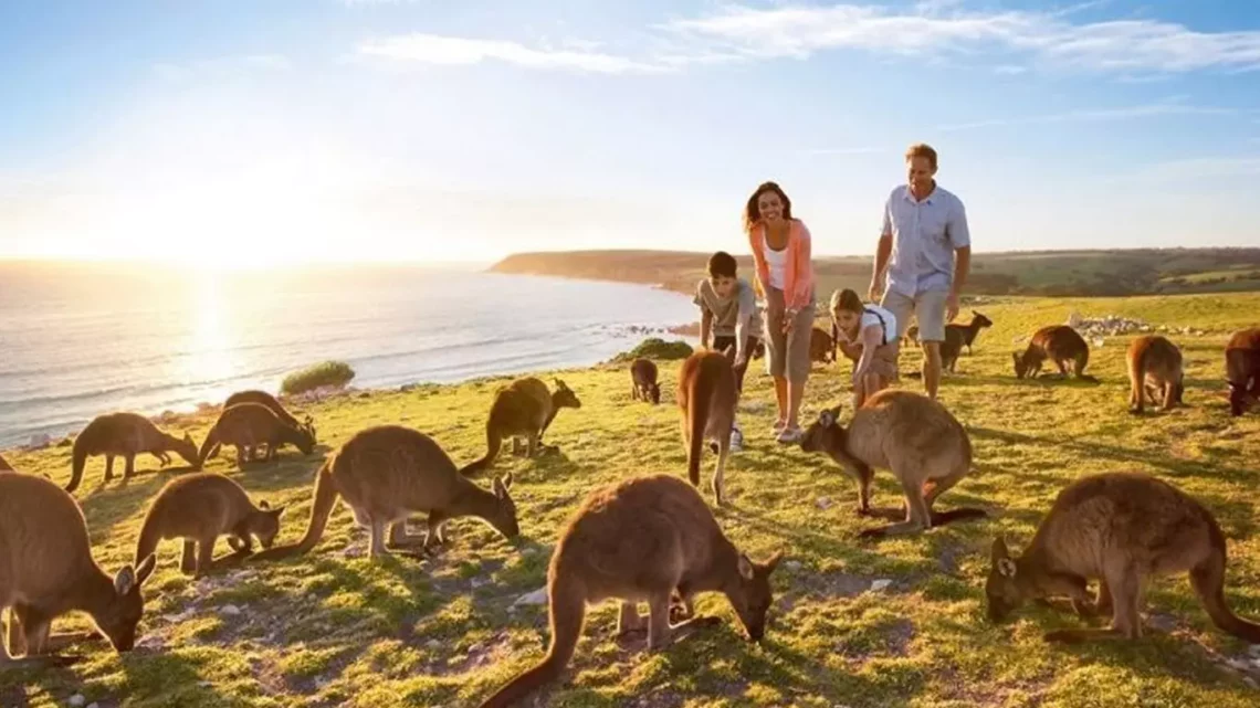 Keindahan pulau kanguru australia yang menarik untuk dikunjungi Pulau kanguru
