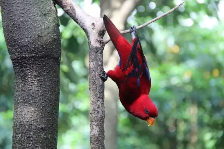 Bali bird park