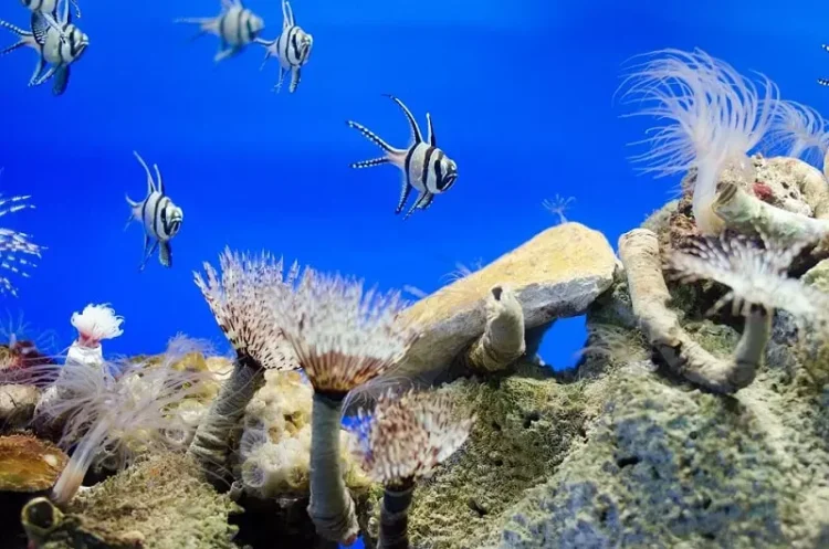 Indahnya taman laut bunaken